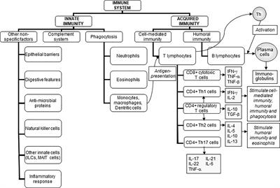 Effects of Citrus Fruit Juices and Their Bioactive Components on Inflammation and Immunity: A Narrative Review